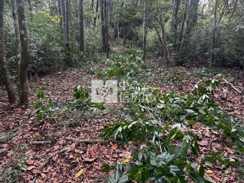 觀音山茶園房屋室內格局與周邊環境