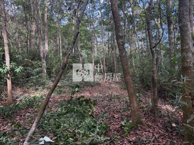 觀音山茶園房屋室內格局與周邊環境