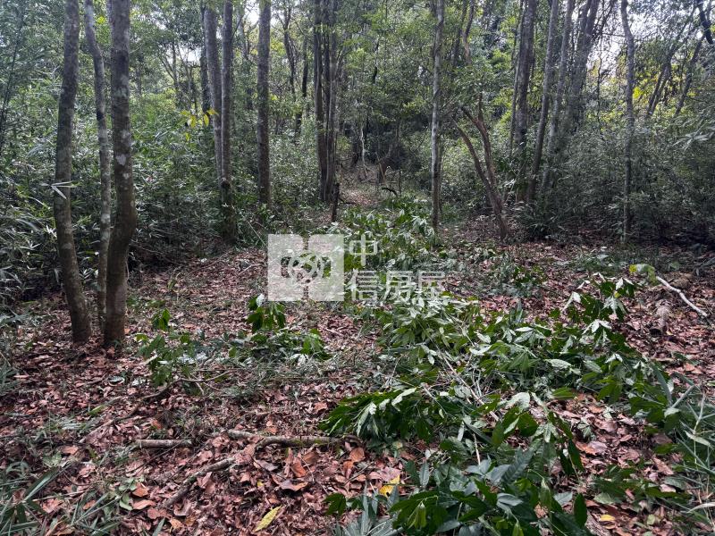 觀音山茶園房屋室內格局與周邊環境