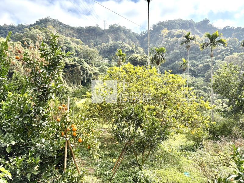 大坑8米路平坦橘子果園房屋室內格局與周邊環境