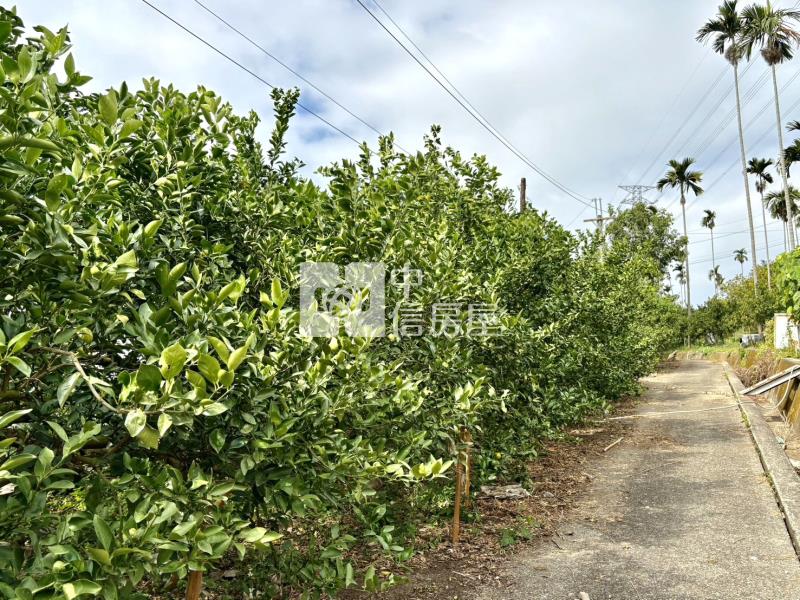 大坑8米路平坦橘子果園房屋室內格局與周邊環境