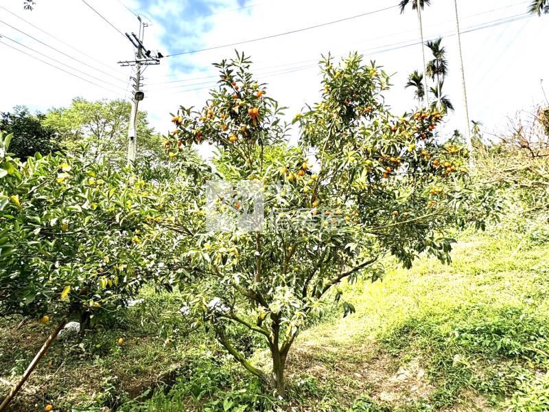 大坑8米路平坦橘子果園房屋室內格局與周邊環境