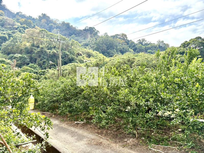 大坑8米路平坦橘子果園房屋室內格局與周邊環境