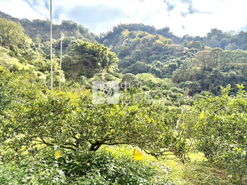 大坑8米路平坦橘子果園房屋室內格局與周邊環境