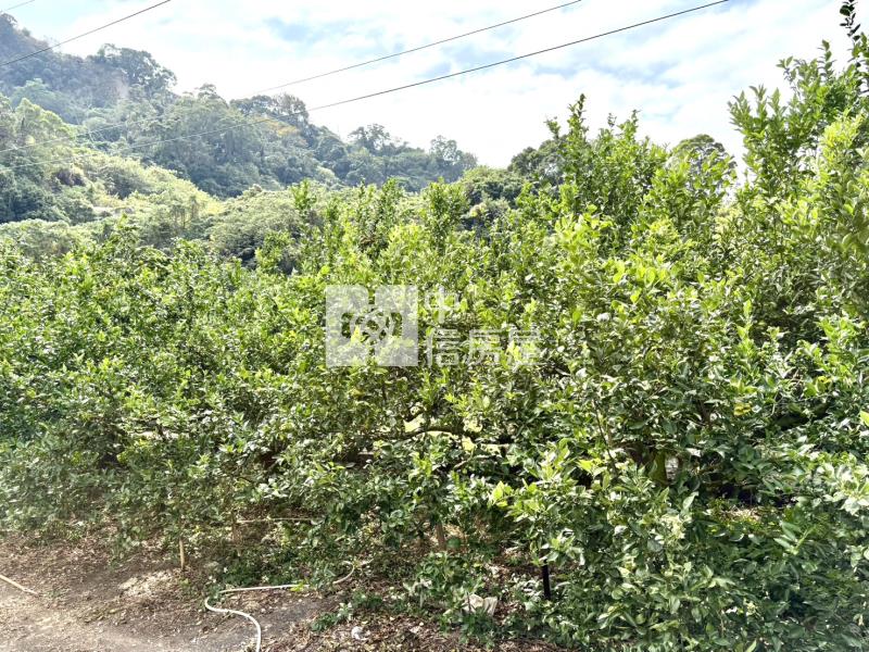 大坑8米路平坦橘子果園房屋室內格局與周邊環境