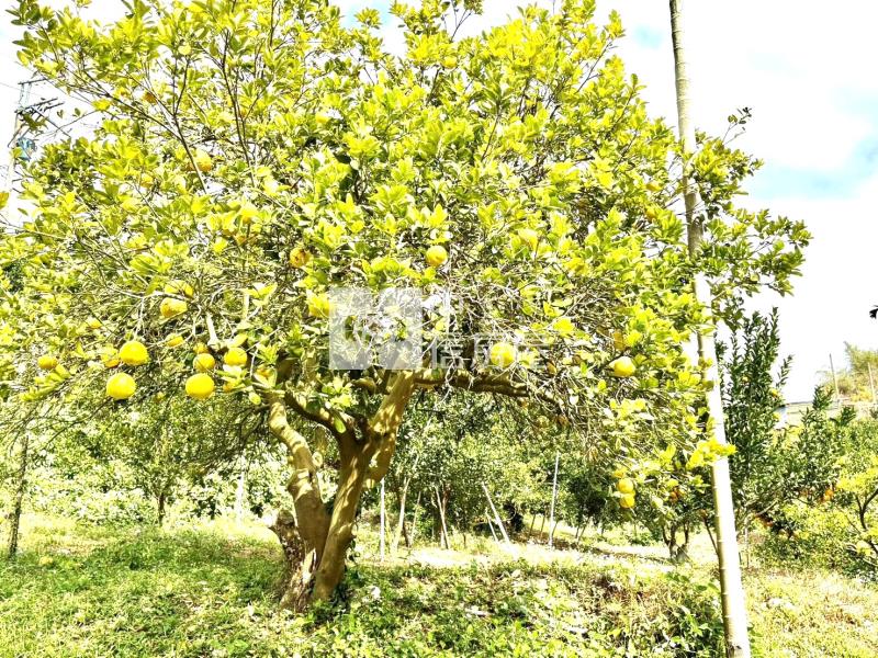 大坑8米路平坦橘子果園房屋室內格局與周邊環境