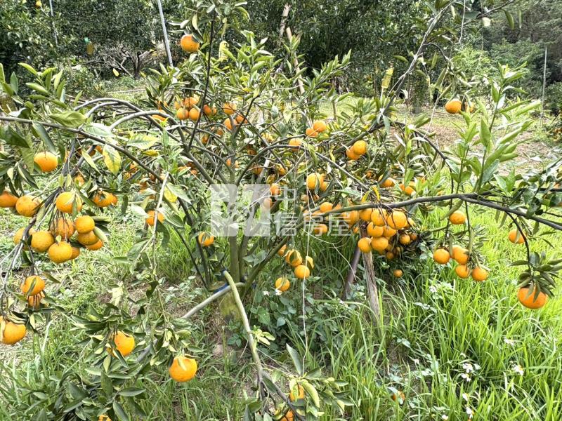 大坑8米路平坦橘子果園房屋室內格局與周邊環境