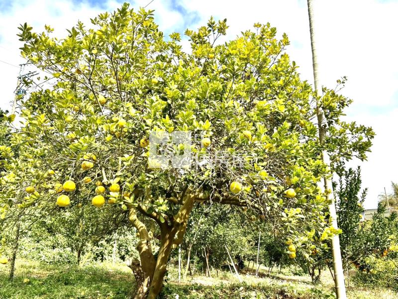 大坑8米路平坦橘子果園房屋室內格局與周邊環境