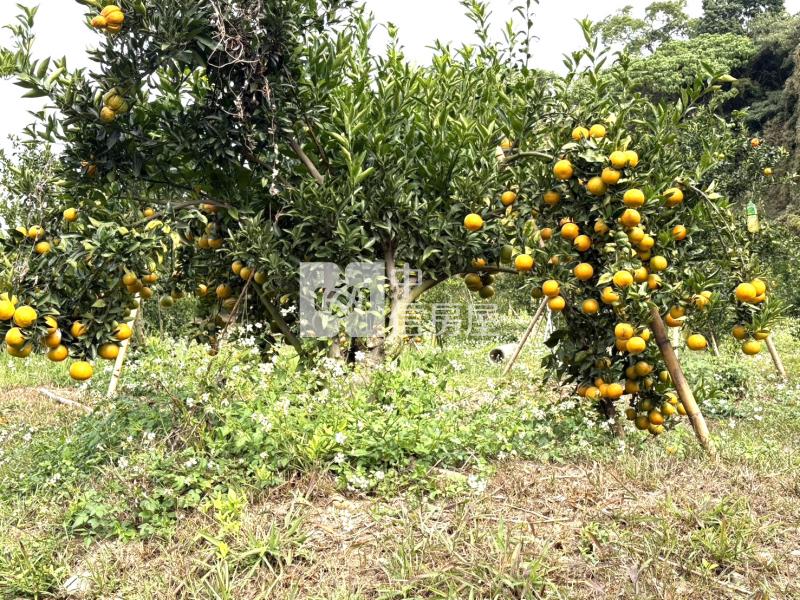 大坑8米路平坦橘子果園房屋室內格局與周邊環境