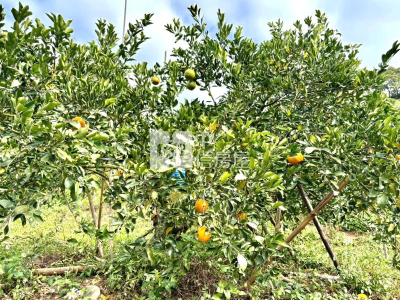 大坑8米路平坦橘子果園房屋室內格局與周邊環境