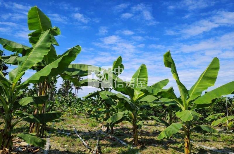 鹽埔合法資材室農地房屋室內格局與周邊環境