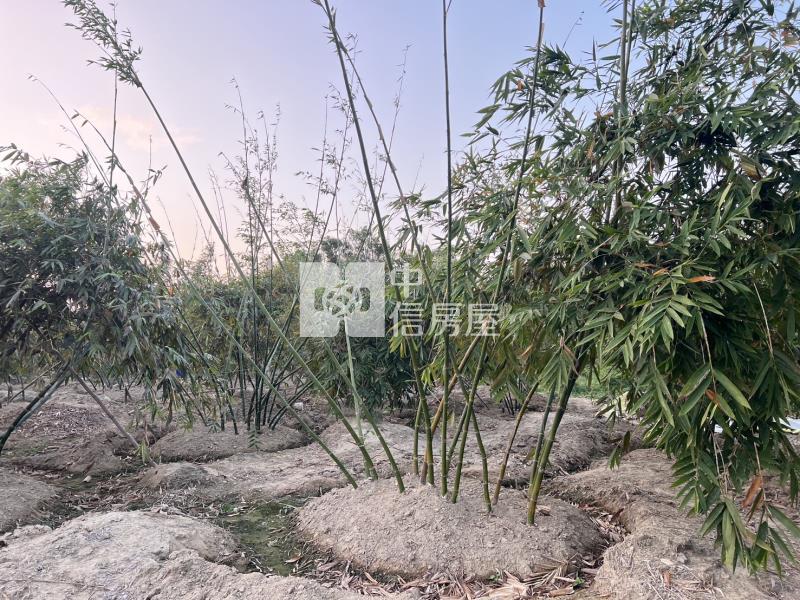 專-歸仁沙崙稀有1.5分美農地房屋室內格局與周邊環境