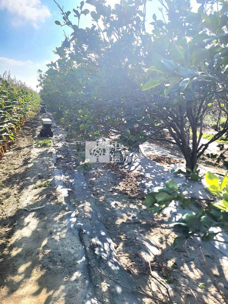 六腳台19縣旁美農地(一)房屋室內格局與周邊環境