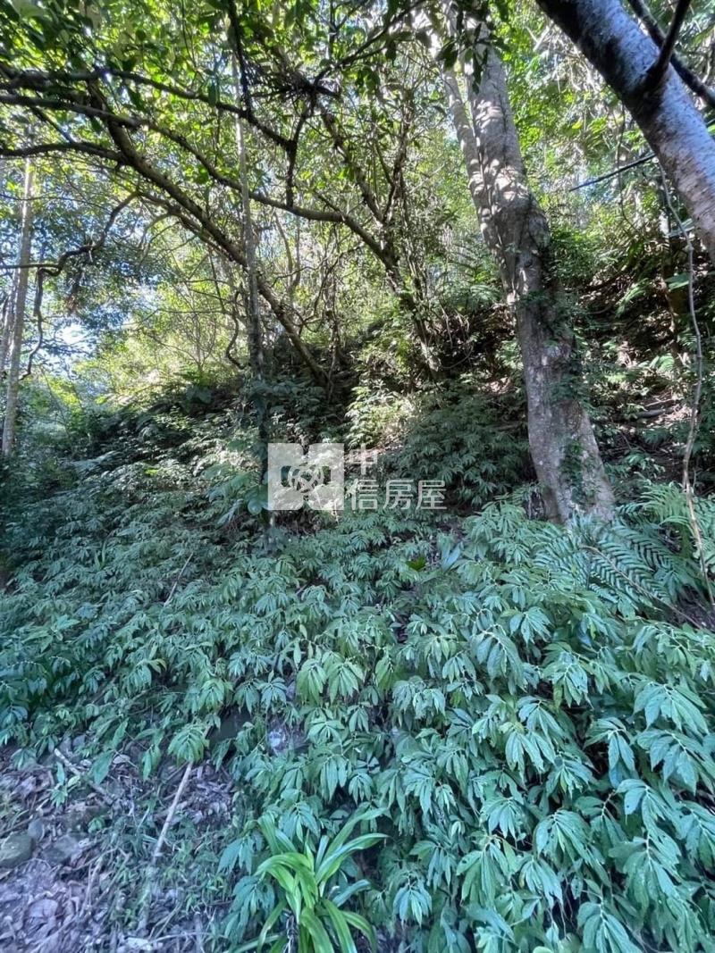 南庄便宜農保地僅存一塊房屋室內格局與周邊環境