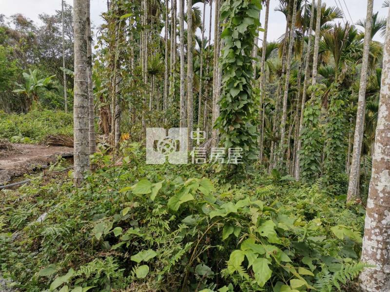 桃米森活建地+農地房屋室內格局與周邊環境