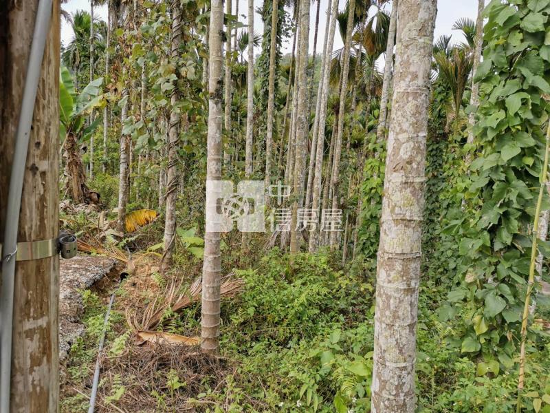 桃米森活建地+農地房屋室內格局與周邊環境