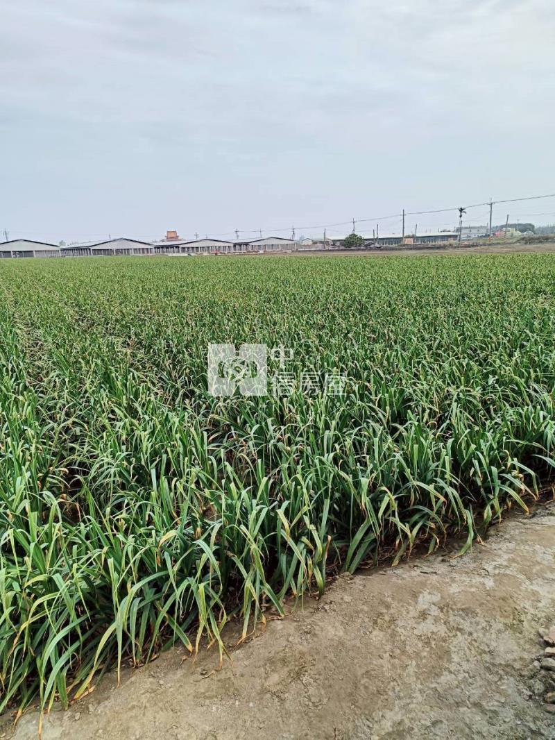 東勢方正農地房屋室內格局與周邊環境