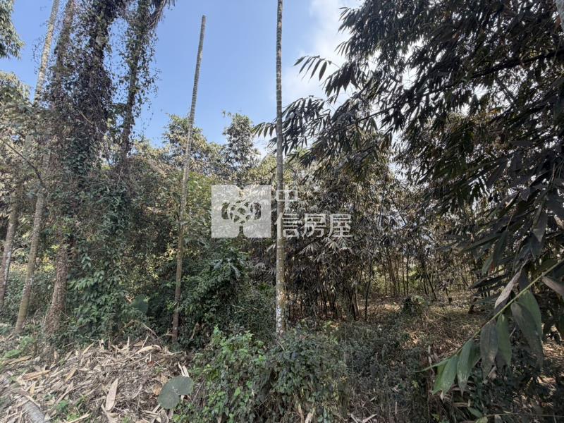 南投竹山保育地房屋室內格局與周邊環境