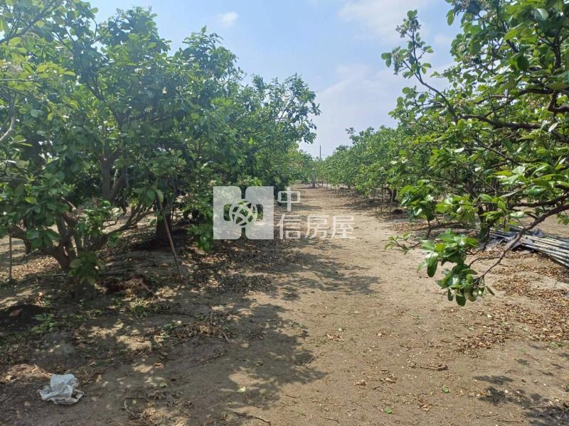 黎明中學雙面臨路柚子園房屋室內格局與周邊環境