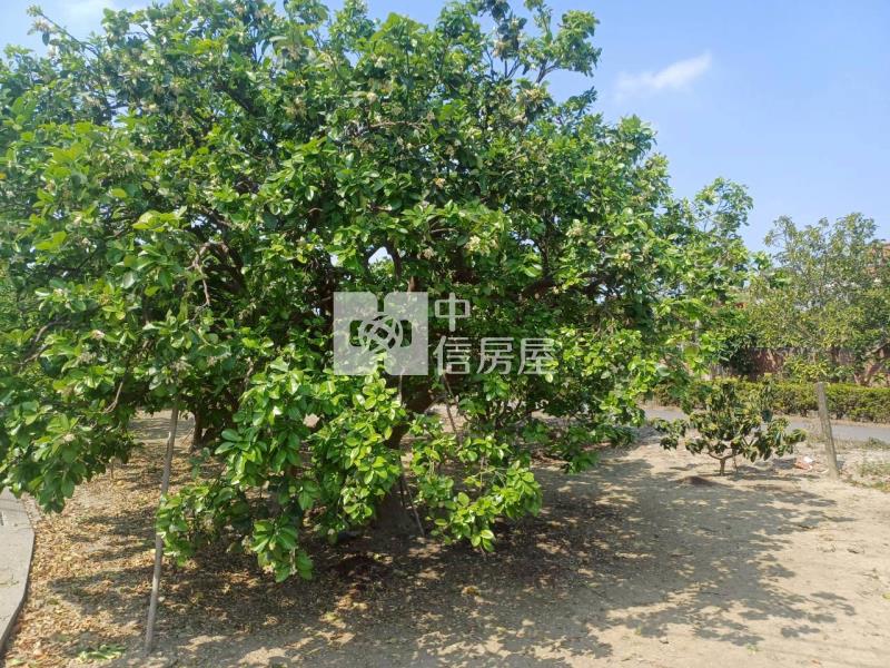 黎明中學雙面臨路柚子園房屋室內格局與周邊環境