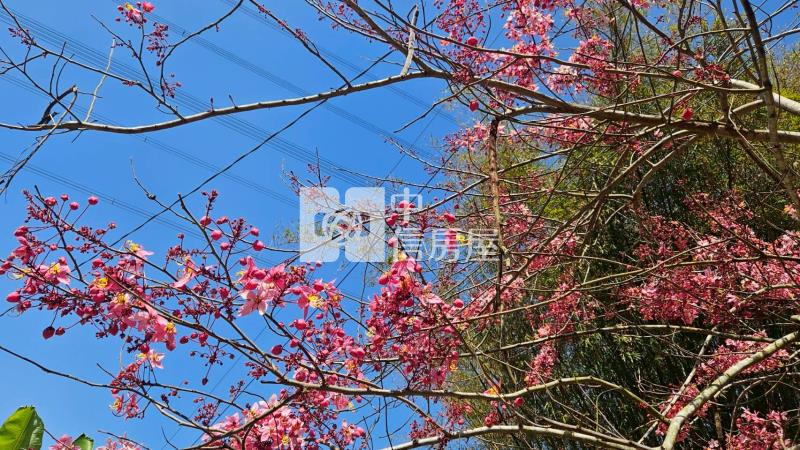 龍崎楠坑產道旁1.5甲山坡美農地房屋室內格局與周邊環境