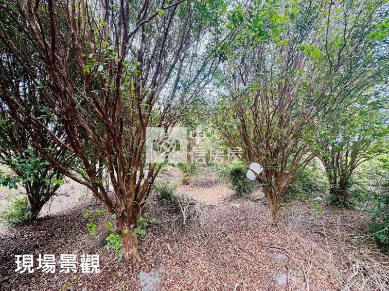 (獨家專賣)012-埔里四角城段樹葡萄土地【中信王牌】房屋室內格局與周邊環境