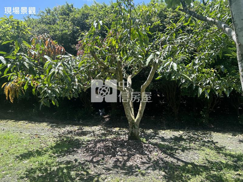 (獨家專賣)012-埔里四角城段樹葡萄土地【中信王牌】房屋室內格局與周邊環境