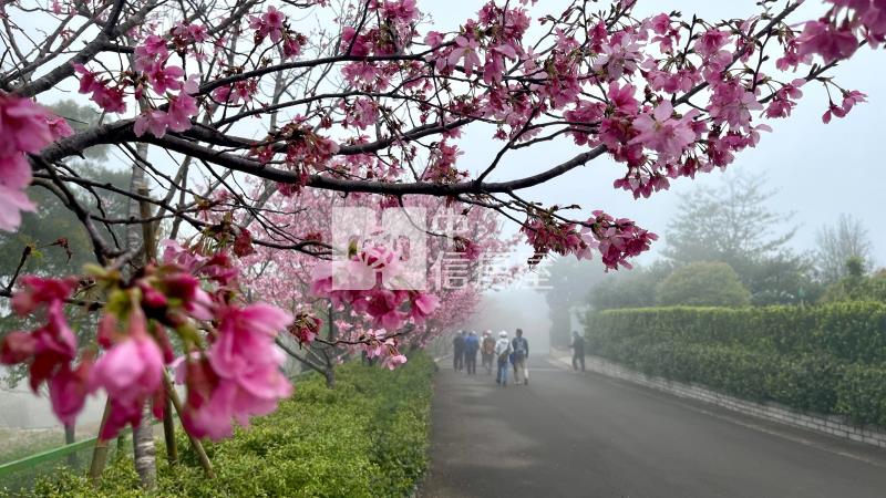 楊光山林獨棟木屋庭院墅房屋室內格局與周邊環境