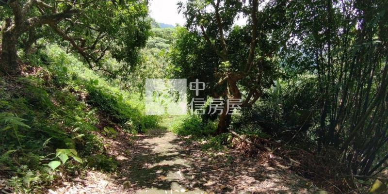 東山2.8甲龍眼桃花木山坡地房屋室內格局與周邊環境