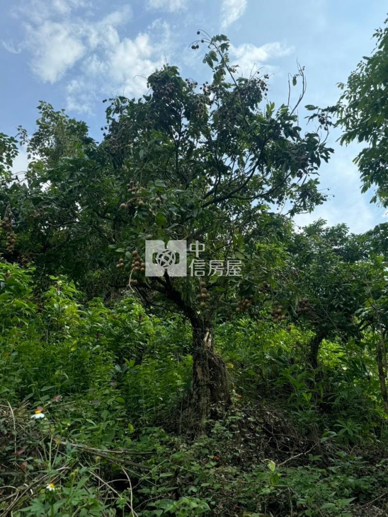 東山2.8甲龍眼桃花木山坡地房屋室內格局與周邊環境