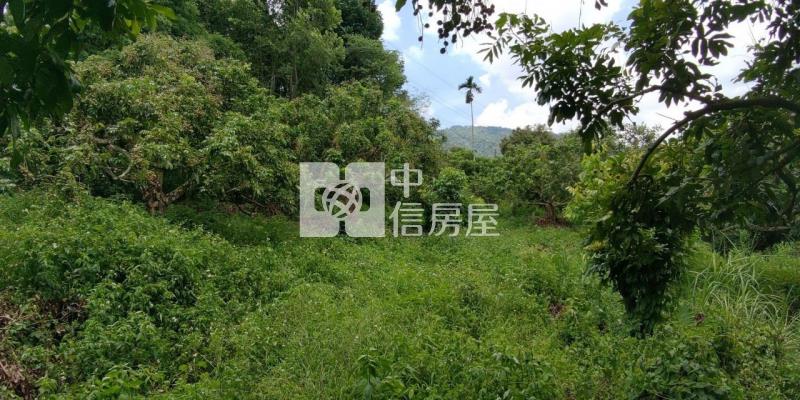 東山2.8甲龍眼桃花木山坡地房屋室內格局與周邊環境