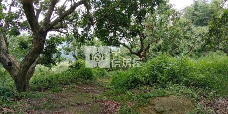 東山2.8甲龍眼桃花木山坡地房屋室內格局與周邊環境