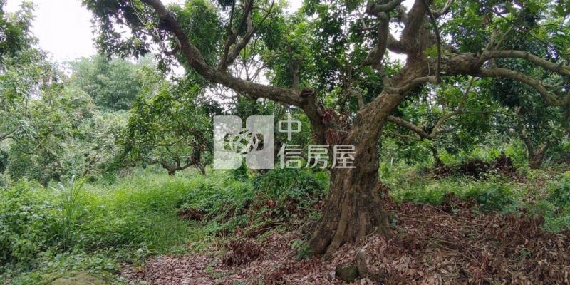 東山2.8甲龍眼桃花木山坡地房屋室內格局與周邊環境