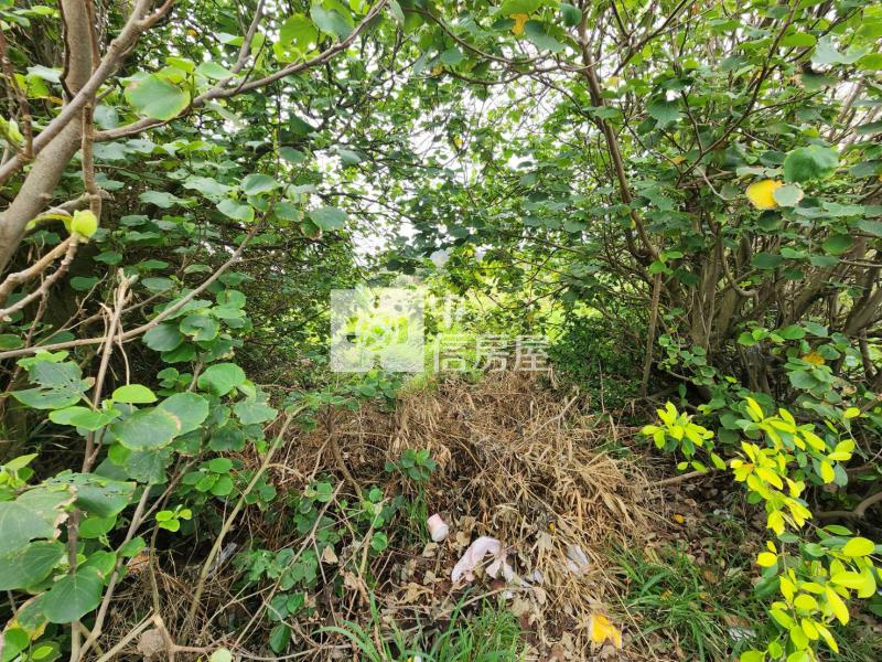 觀音市區都內農房屋室內格局與周邊環境