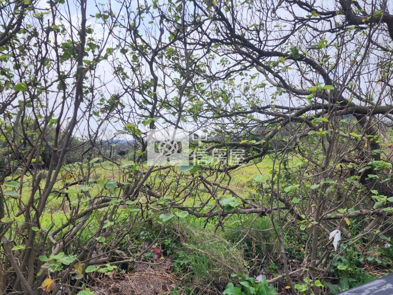 觀音市區都內農房屋室內格局與周邊環境