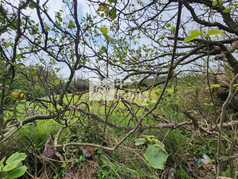 觀音市區都內農房屋室內格局與周邊環境