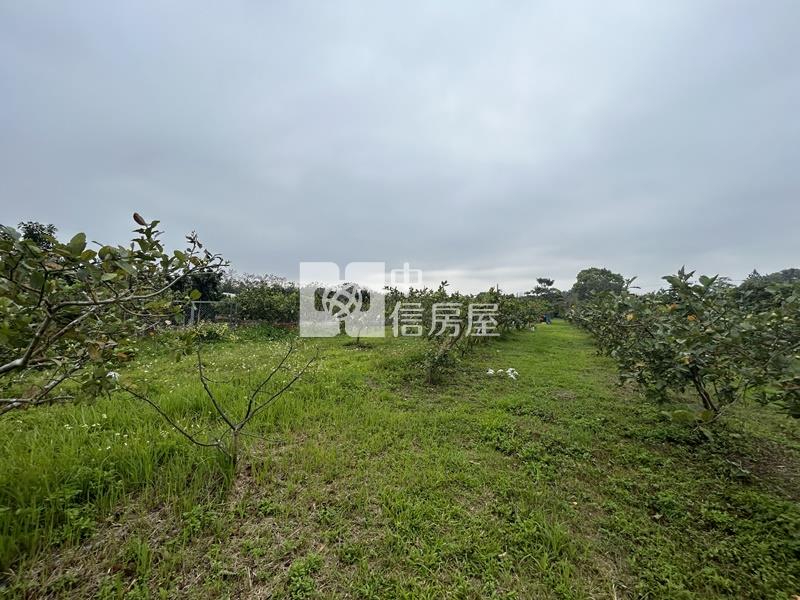 大內物超所值買4分果園送平房房屋室內格局與周邊環境
