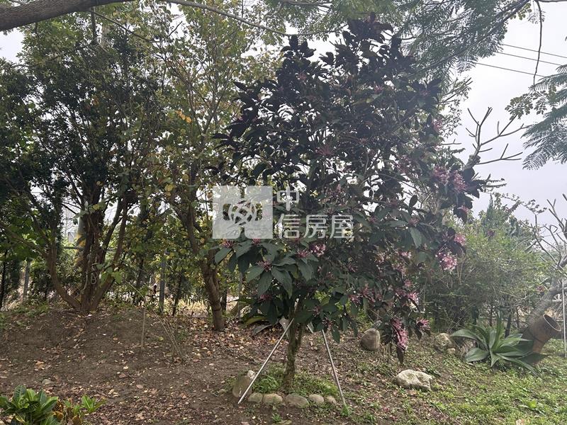 大內物超所值買4分果園送平房房屋室內格局與周邊環境