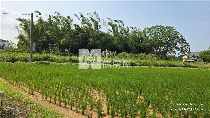 觀音忠愛段崙坪國小農地房屋室內格局與周邊環境