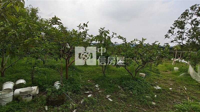 【安家】大溪買地送鐵皮屋有門牌水電房屋室內格局與周邊環境