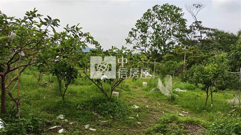 【安家】大溪買地送鐵皮屋有門牌水電房屋室內格局與周邊環境