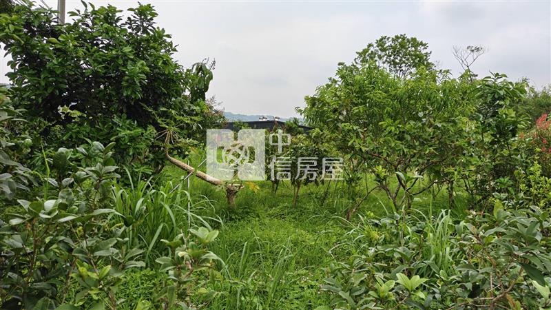 【安家】大溪買地送鐵皮屋有門牌水電房屋室內格局與周邊環境