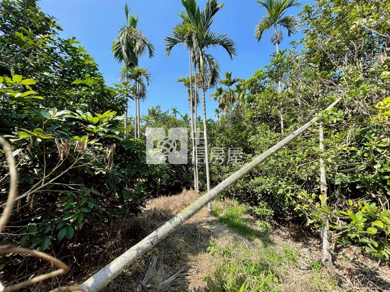 內埔高腳屋富田國小紅毛丹農地 B*專約*房屋室內格局與周邊環境