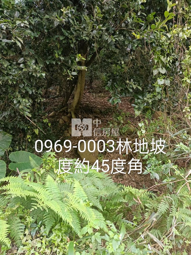 平鎮中庸段建+農+林土地房屋室內格局與周邊環境