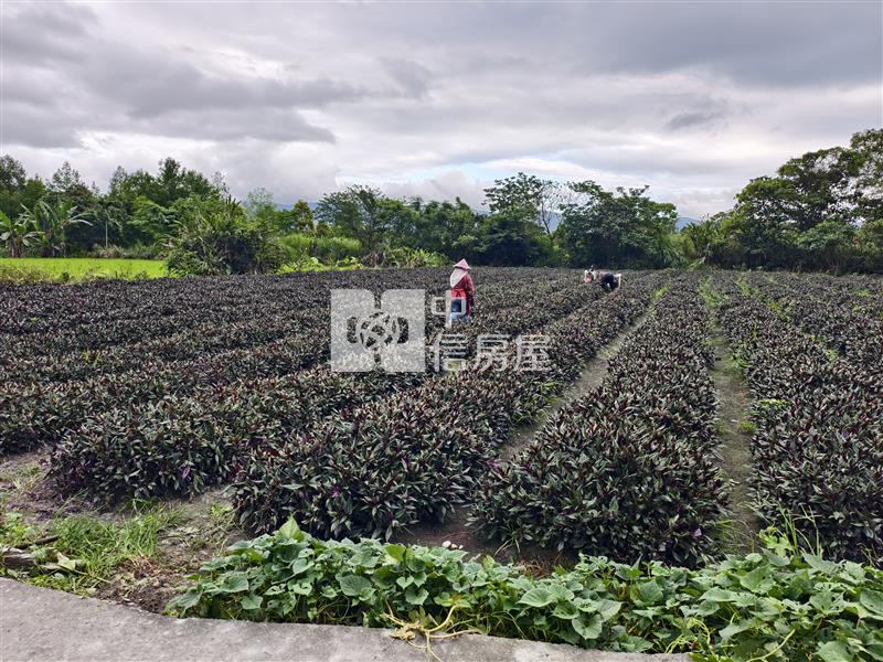 (專)花蓮壽豐台九線旁超值農地房屋室內格局與周邊環境