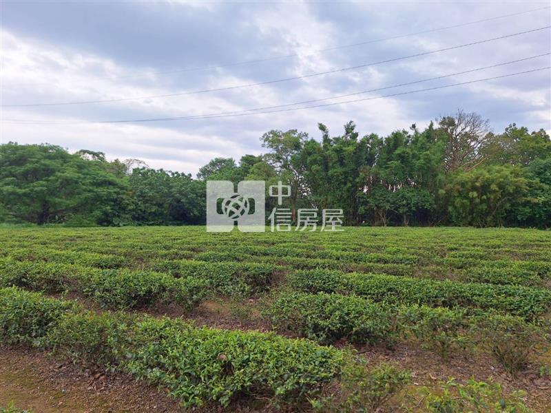 龍潭逸園｜種植茶樹美農地房屋室內格局與周邊環境