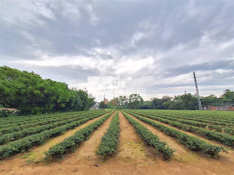 龍潭逸園｜種植茶樹美農地房屋室內格局與周邊環境
