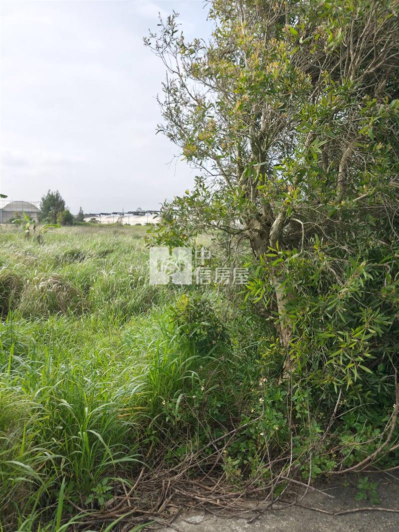 苗栗後龍特農房屋室內格局與周邊環境