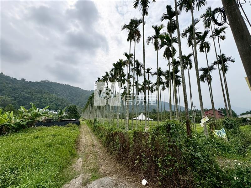虎子山檳榔園
