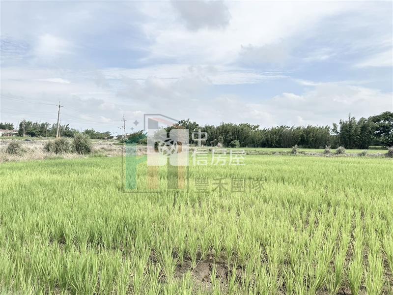 【豐禾】觀音育仁段低價方正農地房屋室內格局與周邊環境